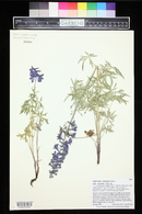 Delphinium ramosum image