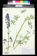 Delphinium ramosum image