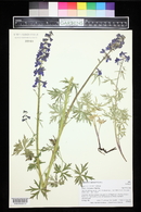 Delphinium ramosum image