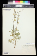 Delphinium carolinianum image