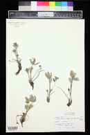 Pulsatilla patens image