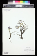 Pulsatilla patens image