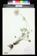 Pulsatilla patens image