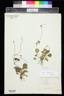 Ranunculus cymbalaria image