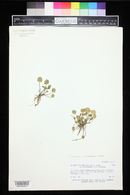 Ranunculus cymbalaria image