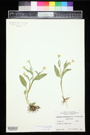 Ranunculus alismifolius image