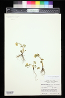 Ranunculus eschscholtzii image