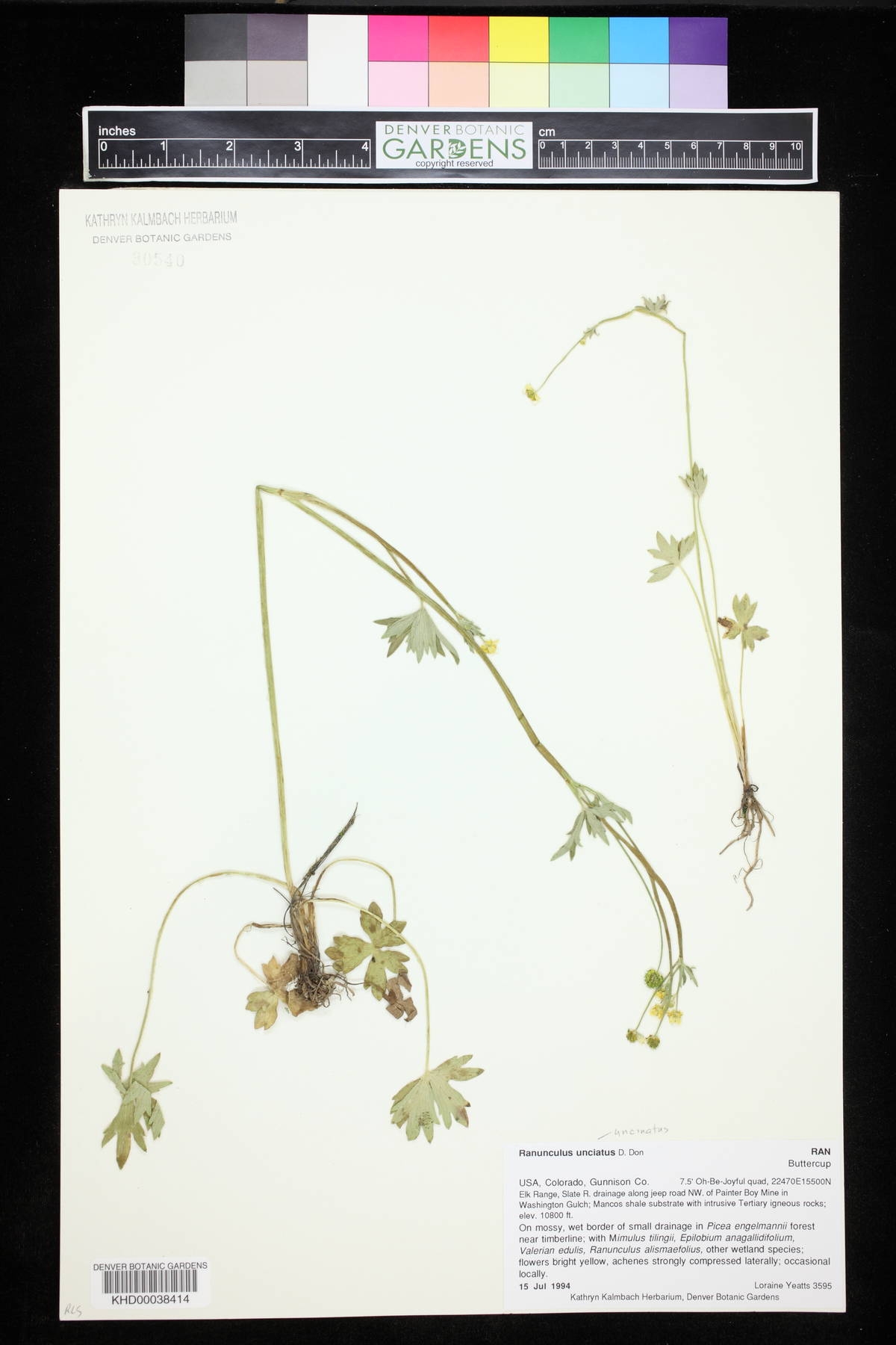Ranunculus uncinatus image