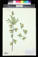 Amelanchier utahensis image