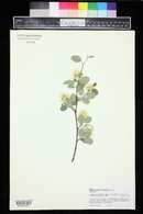 Amelanchier utahensis image