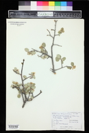 Amelanchier utahensis image