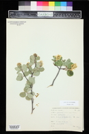 Amelanchier utahensis image