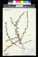 Cercocarpus ledifolius image