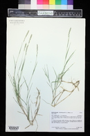 Muhlenbergia racemosa image