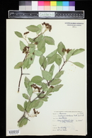 Crataegus rivularis image