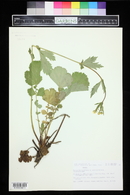 Geum macrophyllum image