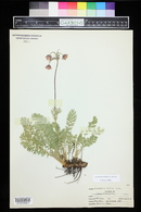 Geum triflorum image