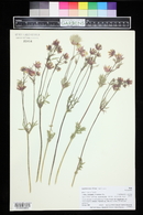 Geum triflorum image