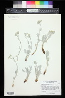 Potentilla effusa image