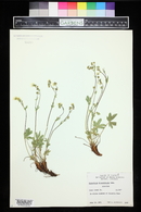 Potentilla diversifolia image