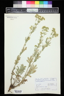 Potentilla pensylvanica image