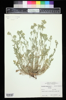 Potentilla pensylvanica image