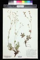 Potentilla pulcherrima image