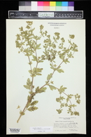 Potentilla norvegica image