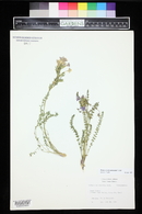 Polemonium viscosum image