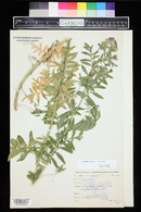 Polemonium foliosissimum image