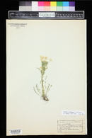 Polemonium brandegei image