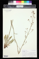 Eriogonum alatum image