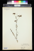 Eriogonum annuum image