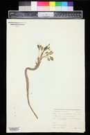 Claytonia megarhiza image