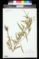 Persicaria lapathifolia image