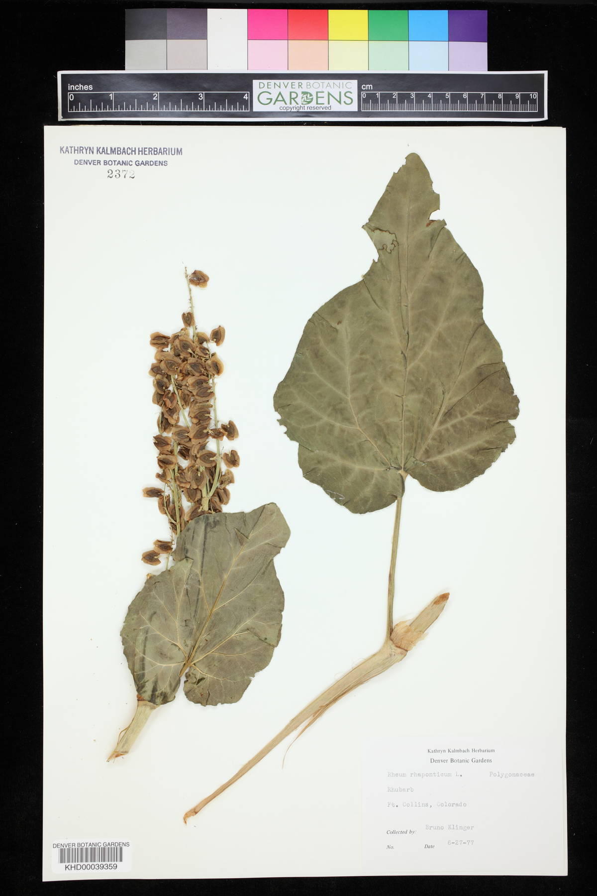 Rheum rhaponticum image