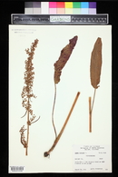 Rumex crispus image