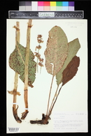 Rumex densiflorus image