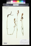 Image of Acetosella paucifolia