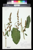 Rumex obtusifolius image