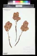 Rumex venosus image