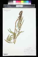 Rumex triangulivalvis image