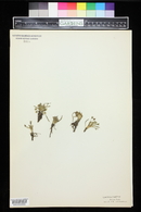 Lewisia pygmaea image