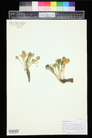 Claytonia megarhiza image