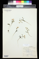 Claytonia rosea image