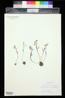 Claytonia rosea image