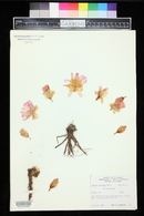 Lewisia rediviva image