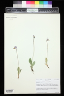 Primula pauciflora image