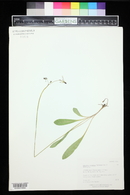 Dodecatheon pulchellum image