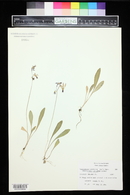 Primula pauciflora image